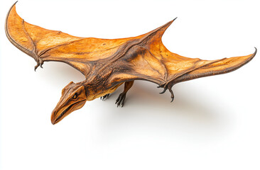 Pterodactyl, a flying dinosaur, isolated on a white background. 