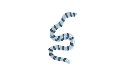 Sea snake blue and black