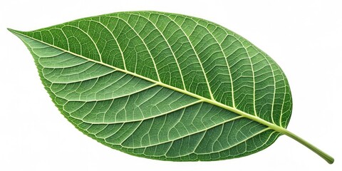 Obraz premium A close-up of a green leaf with veins visible on its surface, foliage, leaf structure, spring growth, nature
