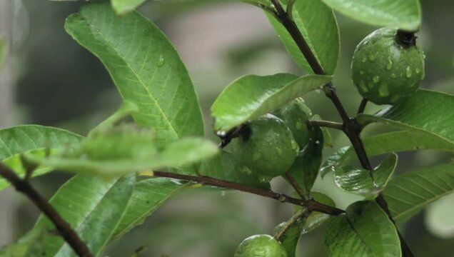 White guava(Psidium guajava). India.