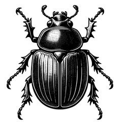 Beetle Illustration