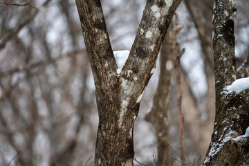 枝に雪が積もる木（冬イメージ）
