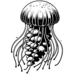 Jellyfish Illustration