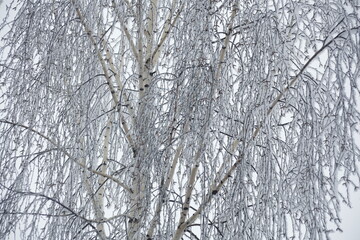 Fototapeta premium Winter Birch with Soft Snow