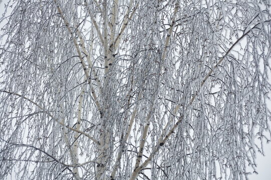 Winter Birch with Soft Snow