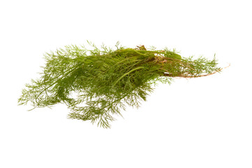dill isolated on white background