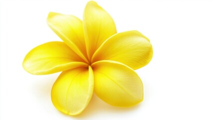 Yellow Flower