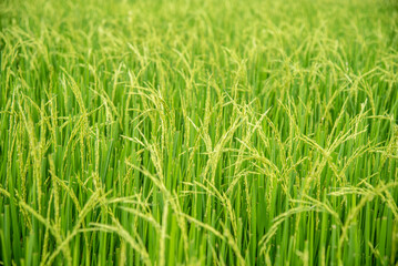 paddy rice green grass background