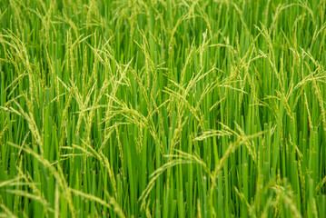 paddy rice green grass background