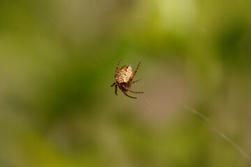 Examination of a spider suspended in mid-air against a blurred green background during a sunny day in a natural habitat