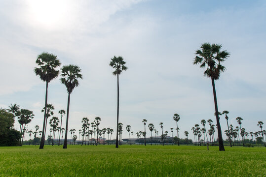 sugar palm trees in the field