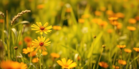 Obraz premium A field of yellow wildflowers basking in the warm glow of the sun, their delicate petals unfurling in the gentle breeze.