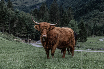 Hochlandrind