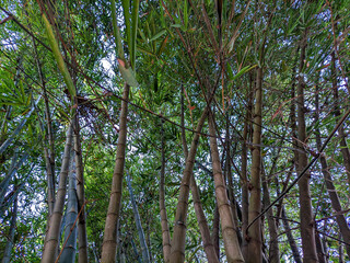 Fototapeta premium Collection of bamboo trees or bamboo forest. Selective focus