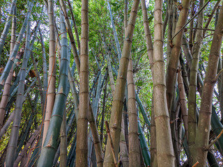 Collection of bamboo trees or bamboo forest. Selective focus