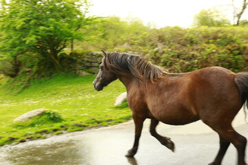 Dartmoor Ponie kreuzt die Strasse