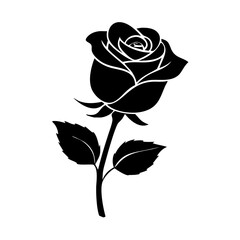 black rose isolated on white