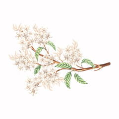 White flowers with leaves on tree branch. Spring blooming plant. Composition of watercolor hand drawn illustration isolated. Floral element of tropics. Botanical clipart for card, wedding, packaging.