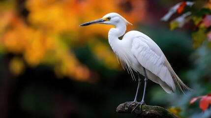 Naklejka premium Elegant egret perched on branch, autumn leaves background, nature scene, wildlife photography