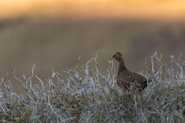 Female red grouse (Lagopus scotica) on the moorland, Perthshire, Scotland