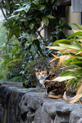 民家の壁の上から振り返ってこっちを見てる三毛猫柄の野良猫