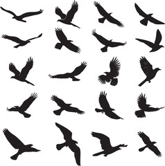 Fototapeta premium Set of vector silhouettes depicting crows flying, highlighting diverse postures and wing positions