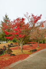Naklejka premium 史跡恵日寺日本庭園（福島県）
