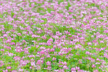 Obraz premium レンゲソウの花畑