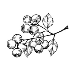 Blueberry on a branch sketch ink graphic illustration, draft silhouette drawing, black on white line art. Botanical vintage etching food design.