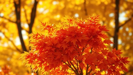A close-up view of vibrant red maple leaves against a backdrop of blurred golden foliage, showcasing the beauty of autumn colors.