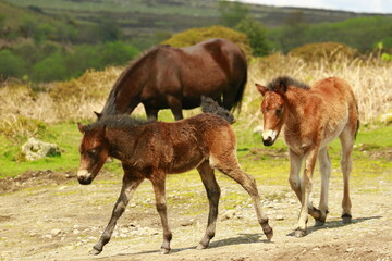 Dartmoor Fohlen
