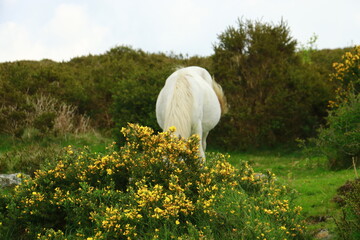 Poniehengst im Dartmoor