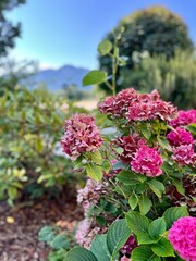 flowers in the garden with mountain views