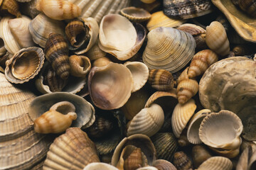 Ocean mollusk shells. Seashells. Seashell background. Texture of the shells. Seashell background. Colorful sea shells as background.