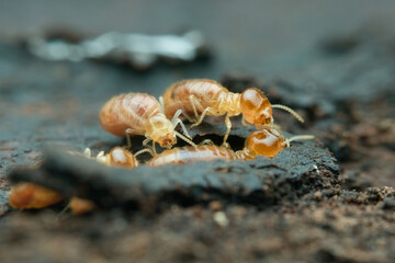 Termite colony on the rotten wood