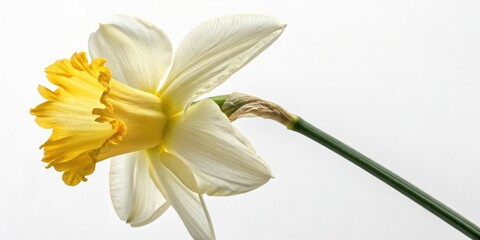 Fototapeta premium Close-up of delicate daffodil trumpet with golden yellow and white details, flowers, petal, trumpet, stem, petals