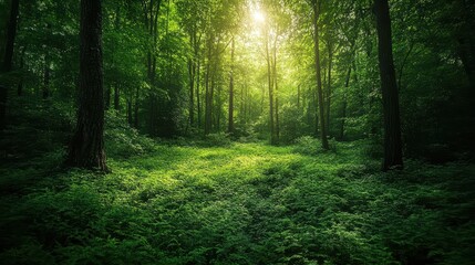 Fototapeta premium A peaceful glade deep within the forest is bathed in gentle sunlight that softly filters through the lush, vibrant green leaves overhead, creating a tranquil woodland atmosphere