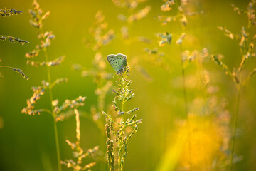 delicate blue butterfly among the grass in golden sunlight on a spring summer meadow. Magical photo of a spring meadow.