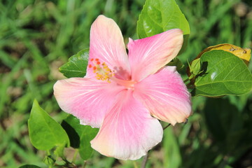 Hibiskusblüte © rw1202