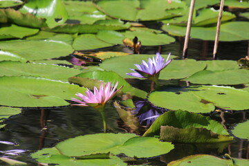 Seerosenblüten im Sonnenschein - Lotus