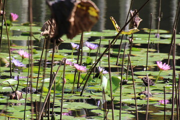 Lotusblumen auf Mauritius