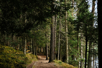 A hiking trail in a dense coniferous forest in autumn season. Nature near Black Lake - Crno Jezero in Durmitor National park, Montenegro country. Narrow path in coniferous forest.