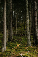Dense coniferous forest in autumn season. Nature near Black Lake - Crno Jezero in Durmitor National park, Montenegro country.