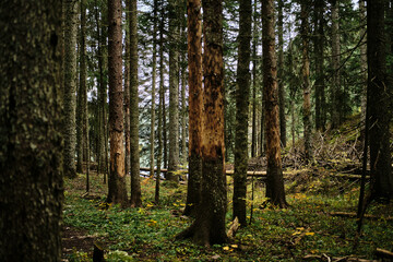 Dense coniferous forest in autumn season. Nature near Black Lake - Crno Jezero in Durmitor National park, Montenegro country.