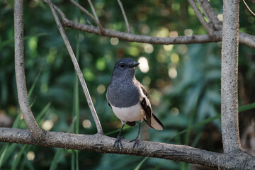 Oriental Magpie Robin, Copsychus saularis, perching on tree branch in forest park, a distinctive black and white bird with long tail usually held upright when hopping on ground, worm eye view image