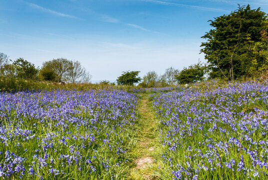 A path through a bluebell meadow surrounded by trees on a sunny spring day under blue sky.