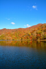 二子島森林公園の紅葉（新潟県）