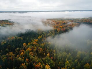 Autumn forest view with fog and colorful trees from above the landscape in aerial