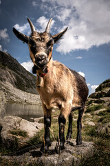 Ziege in den Alpen