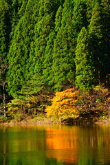 二子島森林公園の紅葉（新潟県）